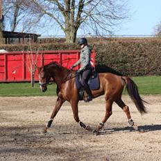 Dansk Varmblod Oksegaardens Lancelot (Upsen)