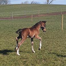 Welsh Partbred (Sec F) Struntze's Fake Painted  R.I.P