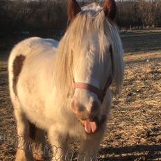 Irish Cob Lenders Wild Vinga