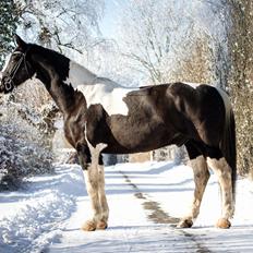 Oldenborg Neubran's Giant Gangster