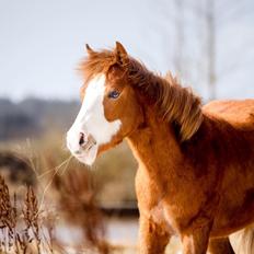 Anden særlig race Red Breeze