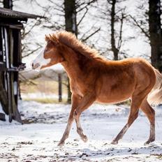 Anden særlig race Red Breeze