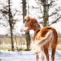 Anden særlig race Red Breeze