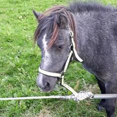 Shetlænder SV. Enya Rose