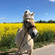 Fjordhest Mølby's Di-Anne