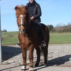 Islænder Elding fra Hvidlersgaarden