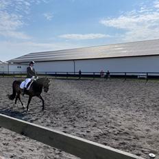 New Forest Bryggergårdens Bacardi