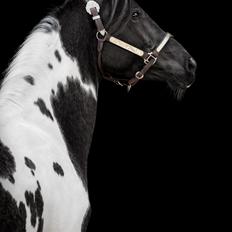 Pinto Araber SH Secret Legacy