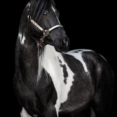 Pinto Araber SH Secret Legacy