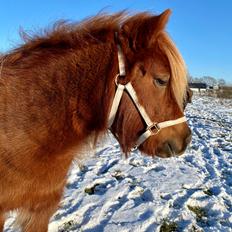 Shetlænder | Tusindfryds Allie