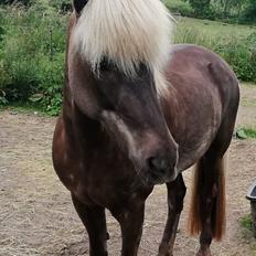 Islænder Elva Fra Torupgård