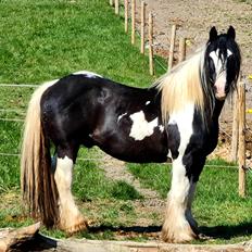 Irish Cob Trampus 