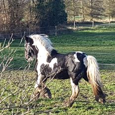 Irish Cob Trampus 