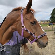 Dansk Varmblod Tamira