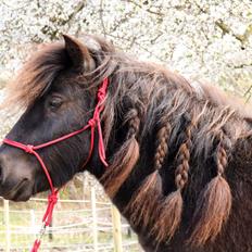 Shetlænder Søndergårds Pepsi Mac 