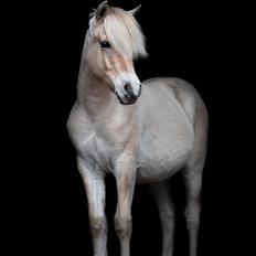 Fjordhest Gyldenfjords kida