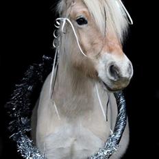 Fjordhest Gyldenfjords kida