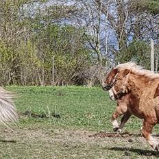 Shetlænder I Bella [Tilde - Lånepony]
