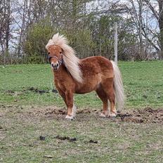 Shetlænder I Bølle [Lånepony]