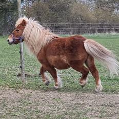 Shetlænder I Bølle [Lånepony]