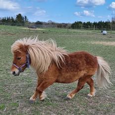 Shetlænder I Bølle [Lånepony]