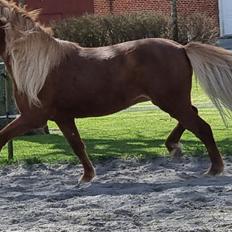 Islænder Náttsól Ninja Nyx