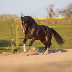 Welsh Cob (sec D) Tvingbro's Glenlivet