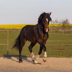Welsh Cob (sec D) Tvingbro's Glenlivet
