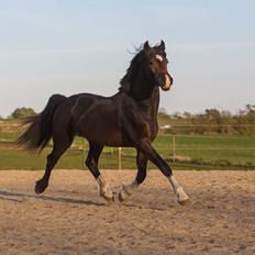 Welsh Cob (sec D) Tvingbro's Glenlivet