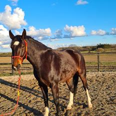 Oldenborg Ullits Sofie 