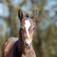 Oldenborg Blak-kes Aslak 