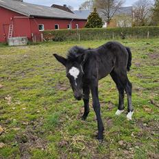 New Forest Marnows Uniqe 