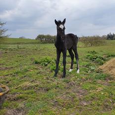 New Forest Marnows Uniqe 