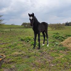 New Forest Marnows Uniqe 