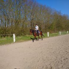 Anden særlig race Gniden (Tops)