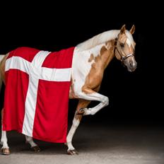 Pinto Araber Painted dreamcatcher