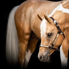 Pinto Araber Painted dreamcatcher