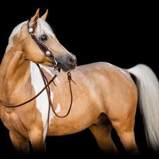 Pinto Araber Painted dreamcatcher