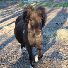 Shetlænder Coco