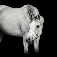 Arabisk fuldblod (OX) Sharifa Bint Jeska <3 *SOLGT*