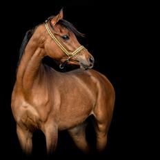 Arabisk fuldblod (OX) Rastox Sedira OX *SOLGT*