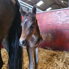 New Forest Harbogaards Wow Its Wiggo