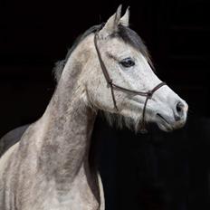 Arabisk fuldblod (OX) Fa Felix OX