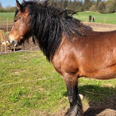 Irish Cob Lærkegaardens Ronan O'Riagain "solgt"