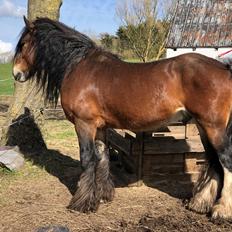 Irish Cob Lærkegaardens Ronan O'Riagain "solgt"