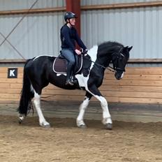 Barockpinto Tineke fan Stald Barok