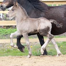 Welsh Cob (sec D) Rhosynfryd Touch Of Jac