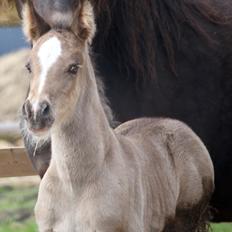 Welsh Cob (sec D) Rhosynfryd Touch Of Jac