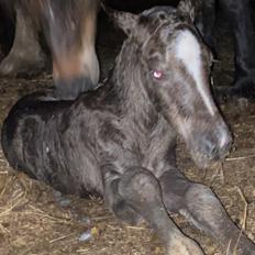 Welsh Cob (sec D) Rhosynfryd Touch Of Jac