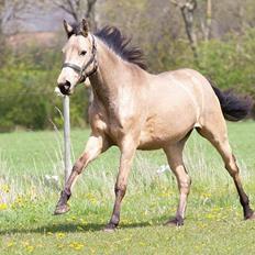 Welsh Partbred (Sec F) Aastrupgaards Leonora 